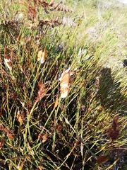 Willdenowia glomerata
