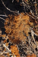 Teloschistes capensis