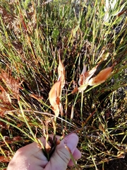 Willdenowia glomerata