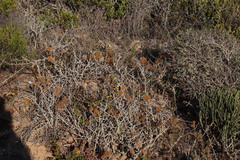 Teloschistes capensis