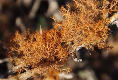 Teloschistes capensis