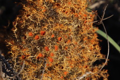 Teloschistes capensis