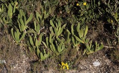 Carpobrotus quadrifidus