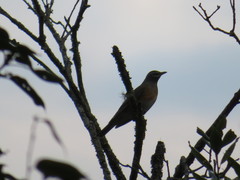 Turdus obscurus