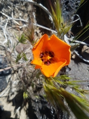 Calochortus kennedyi kennedyi