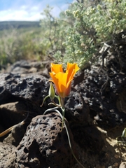 Calochortus kennedyi kennedyi