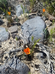 Calochortus kennedyi kennedyi