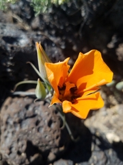 Calochortus kennedyi kennedyi