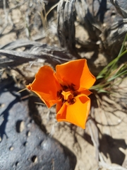 Calochortus kennedyi kennedyi