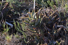 Aloe distans