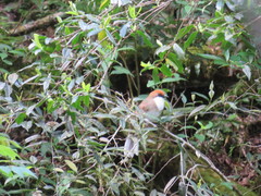 Pterorhinus ruficeps