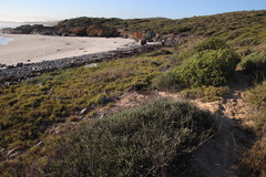 Aloe distans