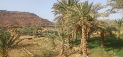Date Palm