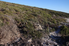 Aloe distans