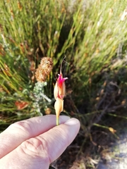 Willdenowia glomerata