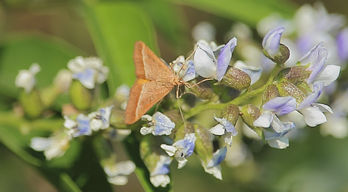 Pyrausta chilialis