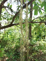 Ramalina sharpii