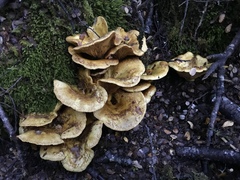 Austropaxillus