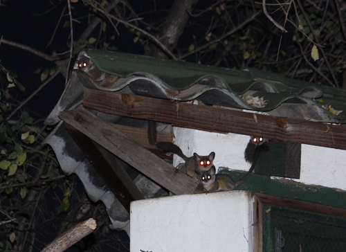 Southern Lesser Galago (Galago moholi)