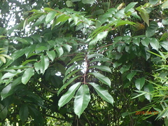 Meliosma rhoifolia
