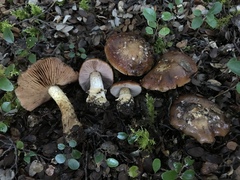 Cortinarius subcastanellus