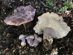 Leucopaxillus lilacinus
