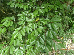 Prunus spinulosa