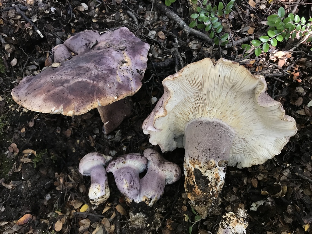 Leucopaxillus lilacinus