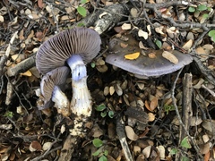 Cortinarius taylorianus