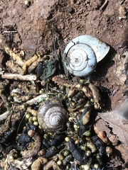 Helminthoglypta sonoma