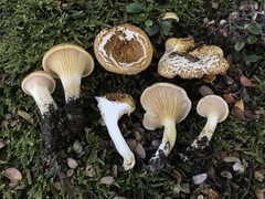 Austropaxillus mcnabbii