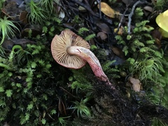 Cortinarius cardinalis