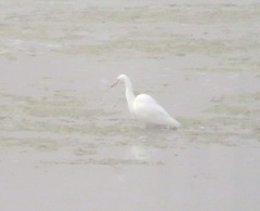 Ardea intermedia brachyrhyncha