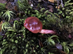 Cortinarius cardinalis