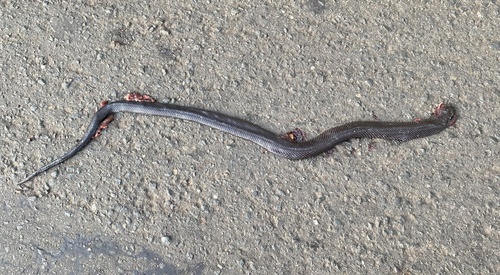 Natal Black Snake