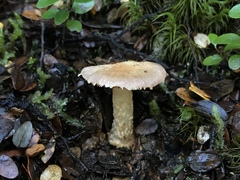 Cortinarius alboroseus