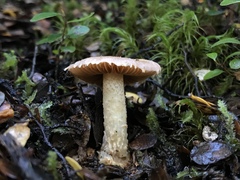 Cortinarius alboroseus