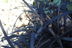 Ophiopogon planiscapus