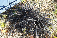 Ophiopogon planiscapus