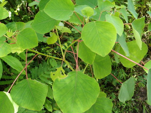 Homalanthus nutans observed 2016-05-17
