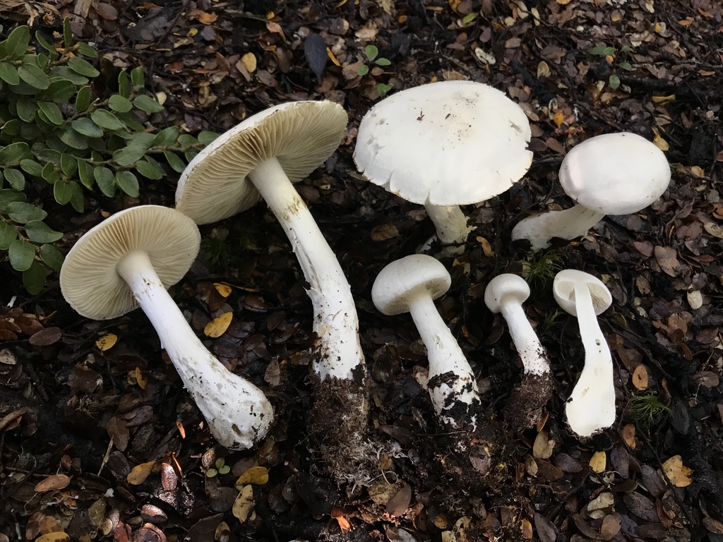 Thaxterogaster sect. Rapacea