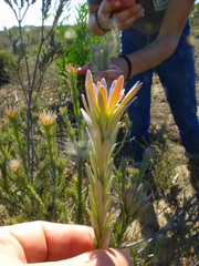 Leucadendron verticillatum