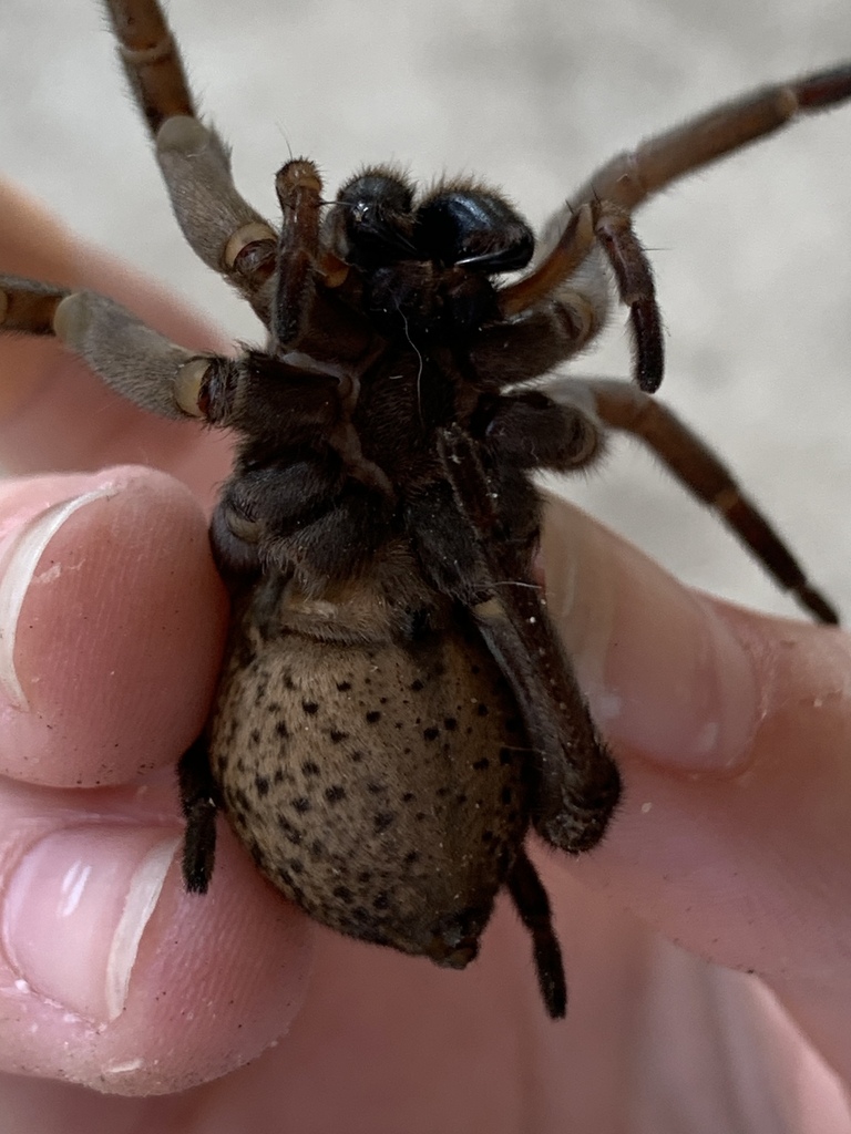 Tigrosa grandis