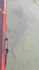 Notorynchus cepedianus