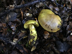 Cortinarius canarius
