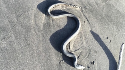 Pelagic Sea Snake, Hydrophis platurus