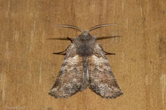 Declana griseata