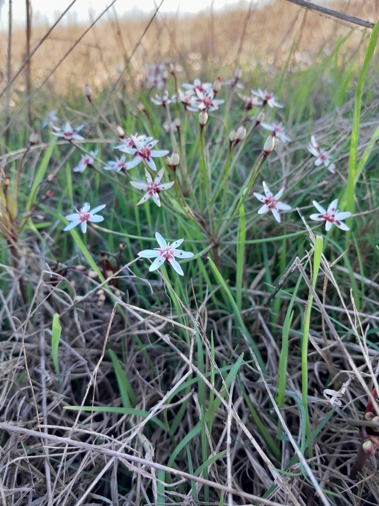Hessea mathewsii, Saldanha Rd, Weskus Mall, Vredenburg, 7380, South Africa