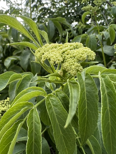Sambucus cerulea