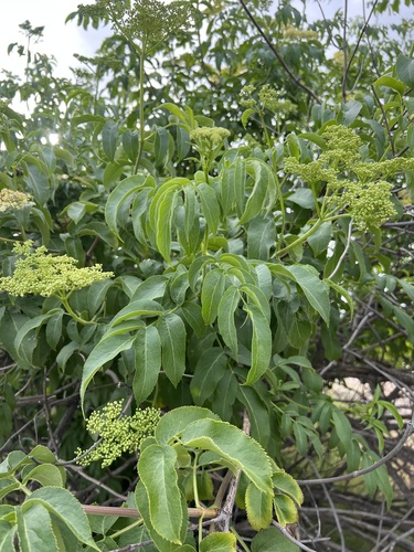 Sambucus cerulea